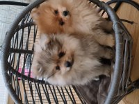 Pomeranian dişi erkek bebek