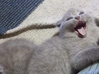 Minik scottish fold erkekler 2 aylık oldular