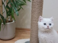 Full şecereli anne babadan safkan erkek kedimiz