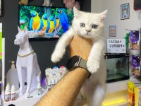 British shorthair