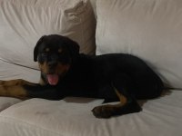 Ruhsatlı köpek çifliğinden rottweiler yavrular a scrli