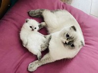 Scottish Fold yavru