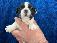 DİŞİ ERKEK FRANSIZ BULLDOG BEBEKLER
