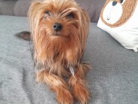 Sevecen ve oyuncu bi dost köpeğimiz