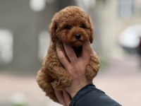 Kore Toy Poodle %100 Irk Garantili