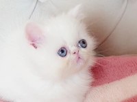 Persian bebişler