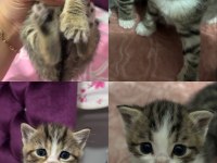 ÜCRETSİZ YAVRU KEDİLER