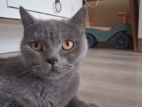 Dişi british shorthair