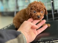 Show kalite tea cup kore toy poodle ziyarete açık