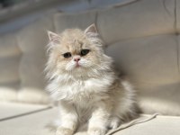 British Longhair Ay12 Kedimiz