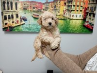 Mükemmel kalite maltipoo yavrumuz