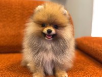 Pomeranian boo yavrularımız