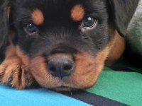 Tr nin en iddalı rottweiler yavruları (koca kafa)