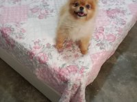 Pomeranian Boo çifti