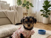 Hiç tüy dökmeyen alerji yapmayan ırk köpeğimiz