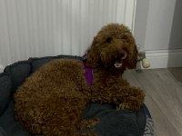 14 aylık sevimli bir deli oğlan poodle