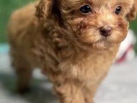 Toy Poodle Köpekler
