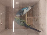 Şov jumbo Tepeli muhabbet kuşu