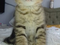 British Shorthair Yavrular