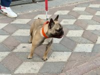 Bu köpeğimizi çiftleştirme ilanıdır