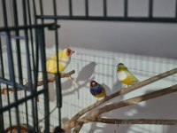 Mavi ve sarı goldian finch takımlar