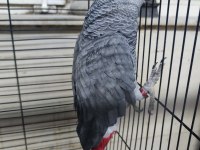 Konuşan Jako Papağanı Kuşumuz