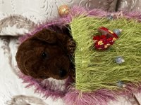 Toy Poodle red brown safkan şecereli