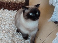 Orijinal British Shorthair