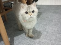 Kedimiz Yeni Yuvasını Arıyor