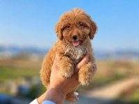 MALTİPOO GÜZELLİKLER