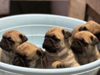 SHOW CLASS PUG MOPS BEBEKLER