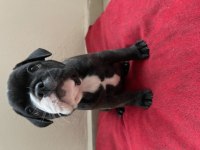 French bulldog yavru