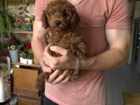 Oyuncu akıllı ve yaramaz poodle