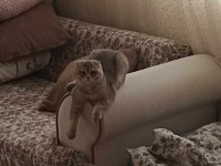KEDİMİZ HERŞEYİ FULL AŞILARI EĞİTİM DETAY WPDEN