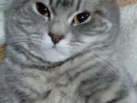 Kedimiz Lia hanımı çiftleşeceği eş arıyoruz