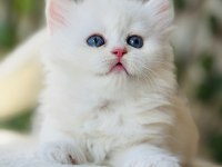 Safkan muazzam tip top kafa erkek british longhair