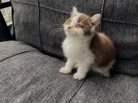 Kedinin En Özelini İsteyene