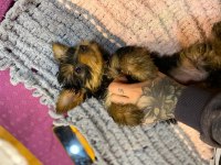 18 ekim doğumlu teacup Yorkshire terrier