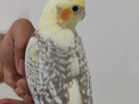 3 adet yavru sultan papağanı