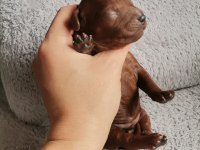 Toy poodle 2 erkek dark brown