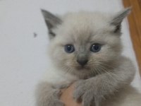 KOCA KAFA KEDİLERİMİZ AA KALITE SAFKANDIR