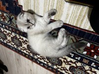 Scottish fold Kızımız lokum
