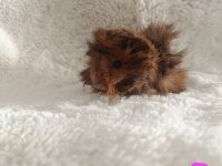 Sevimli Guinea Pig Yavruları
