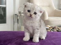 Sevimli scottish fold paticikler teslime hazır