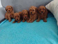 Petmode Köpek Çiftliğinden Aktif 10 Adet Toy Poodle