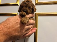 Micro Teacup Poodle