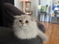 Rusya kanı scottish fold longhair erkek yavrumuz