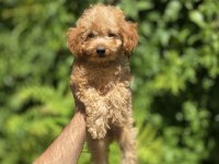 Çok Sevimli ve Oyuncu Toy Poodle Yavrumuz