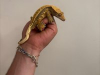 Crested Gecko