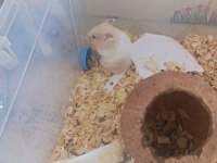 Ücretsiz verilecek hamster